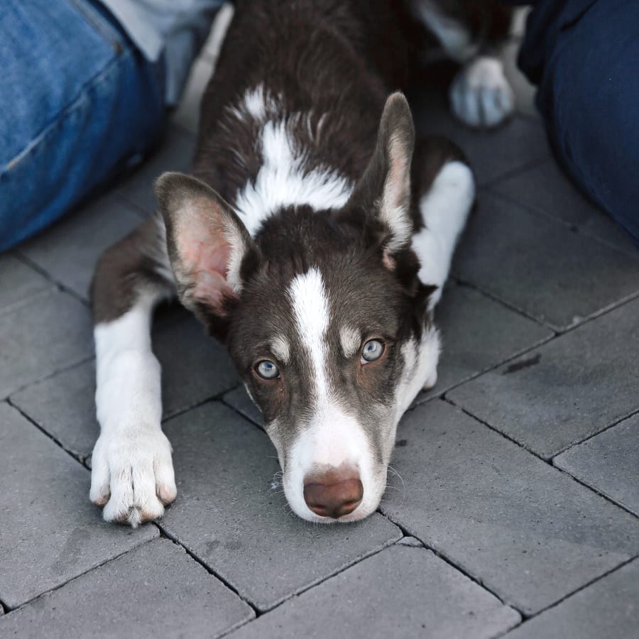 Oak Grove Animal Hospital in Oak Grove