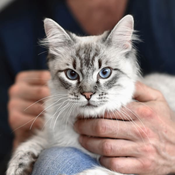 Welcome to Oak Grove Animal Hospital | Oak Grove Veterinarians Welcome to Oak Grove Animal Hospital | Oak Grove Veterinarians