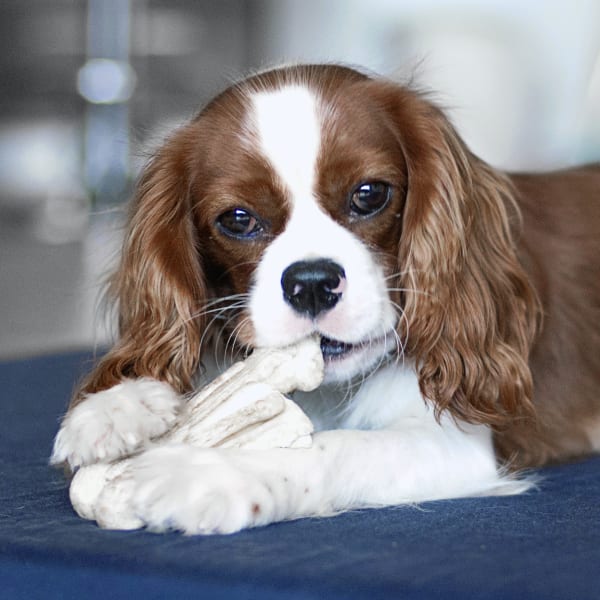 Welcome to Oak Grove Animal Hospital | Oak Grove Veterinarians Welcome to Oak Grove Animal Hospital | Oak Grove Veterinarians