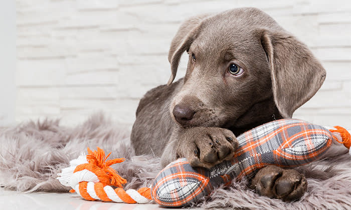 Puppies, Oak Grove Animal Hospital